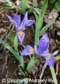 Iris verna                              